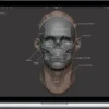 YanSculpts – Master Sculpting Heads – 3D Blender Course