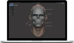 YanSculpts – Master Sculpting Heads – 3D Blender Course