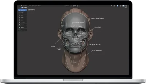 YanSculpts – Master Sculpting Heads – 3D Blender Course